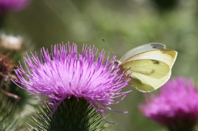 Kleiner Kohlweißling (Pieris rapae)