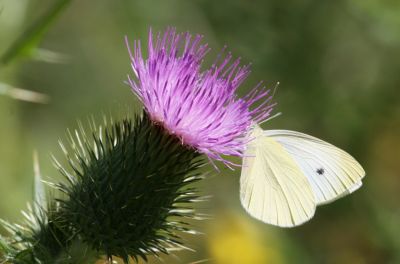 Kleiner Kohlweißling (Pieris rapae)