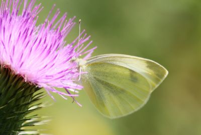 Kleiner Kohlweißling (Pieris rapae)