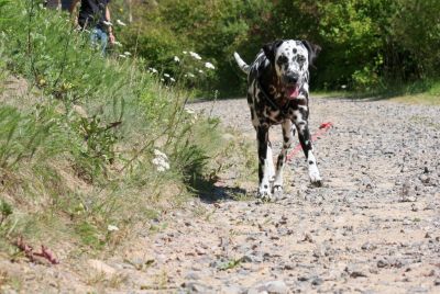 Happy Dalmatian