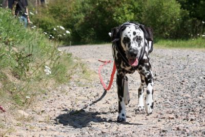 Happy Dalmatian