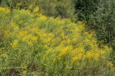 Riesen-Goldrute (Solidago gigantea)