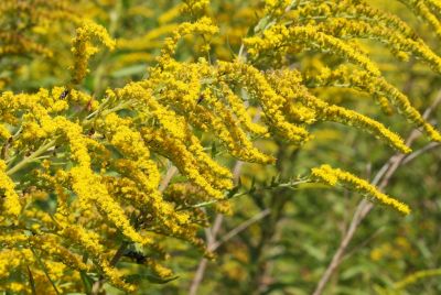 Riesen-Goldrute (Solidago gigantea)