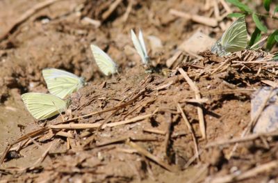 Schmetterling-Meeting
