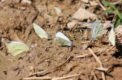 Kleiner Kohlweißling (Pieris rapae)