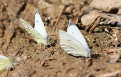 Kleiner Kohlweißling (Pieris rapae)