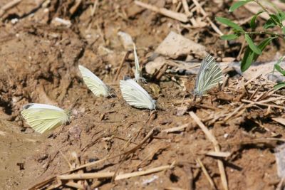 Kleiner Kohlweißling (Pieris rapae)