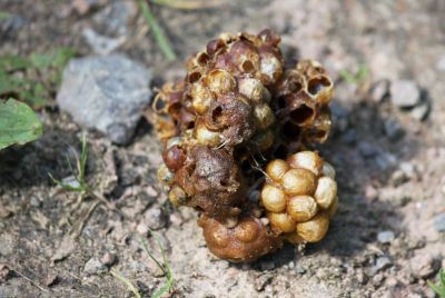 Zerstörtes Hummelnest