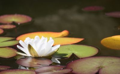 Schwimmende Schönheit