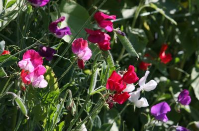 Duftwicke (Lathyrus odoratus)