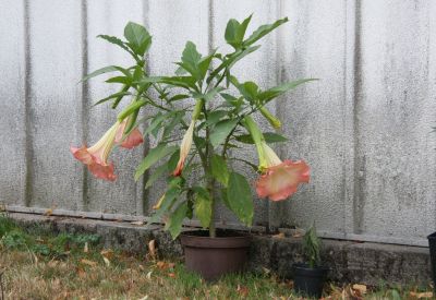 Engelstrompete (Brugmansia) rosa