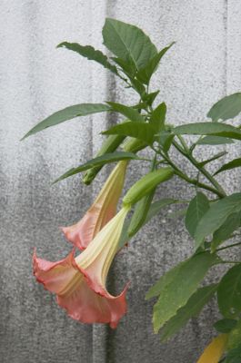 Engelstrompete (Brugmansia) rosa