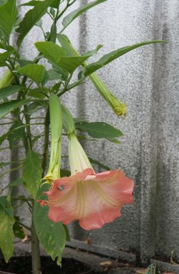 Engelstrompete (Brugmansia) rosa