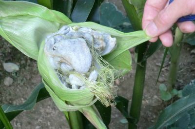Maisbeulenbrand (Ustilago maydis)