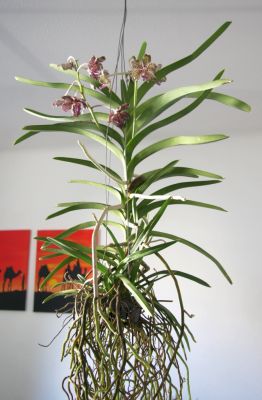 Vanda Mimi Palmer x merillii