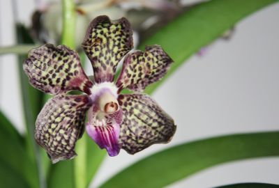 Vanda Mimi Palmer x merillii