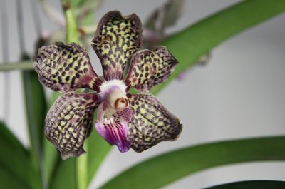 Vanda Mimi Palmer x merillii