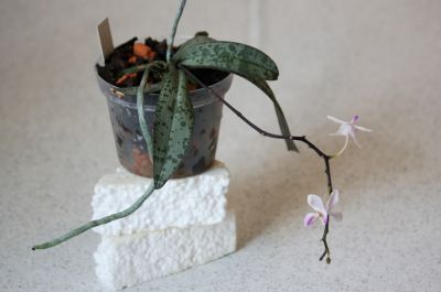 Phalaenopsis lindenii