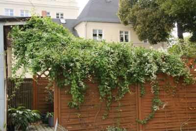 Schlingknöterich (Fallopia baldschuanica)