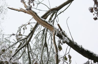 Abgebrochene Äste durch Schnee