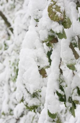 Schnee und grüne Blätter