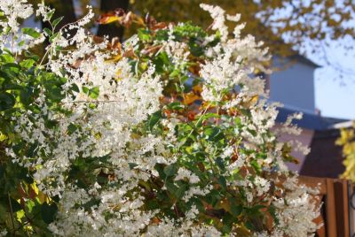 Schlingknöterich (Fallopia baldschuanica)