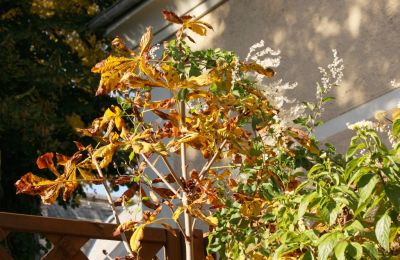 Rosskastanie (Aesculus hippocastanum)