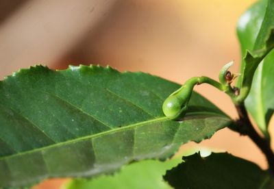 Grüner Tee (Camellia sinensis) Knospe