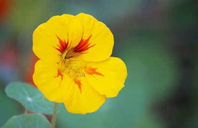 Kapuzinerkresse (Tropaeolum majus)