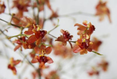 Onicidum Tiny Twinkle orange
