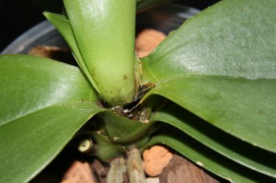 Fäule an Phalaenopsis-Orchidee