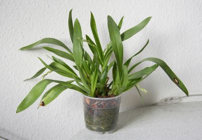 Odontoglossum crocidipterum