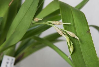 Odontoglossum crocidipterum