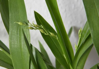 Odontoglossum crocidipterum