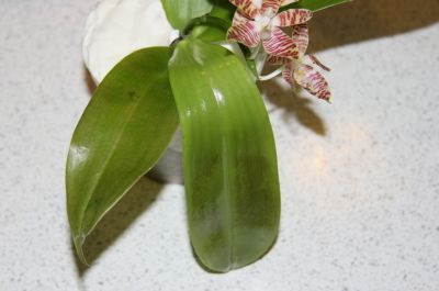 Frostschaden an Phalaenopsis