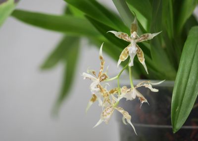 Odontoglossum crocidipterum