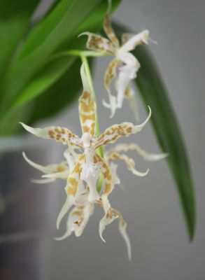 Odontoglossum crocidipterum