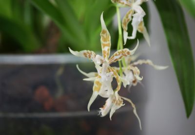 Odontoglossum crocidipterum