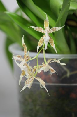 Odontoglossum crocidipterum