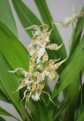 Odontoglossum crocidipterum