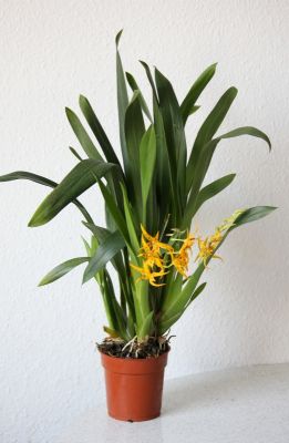 Brassia Golden Threats x Ada aurantiaca