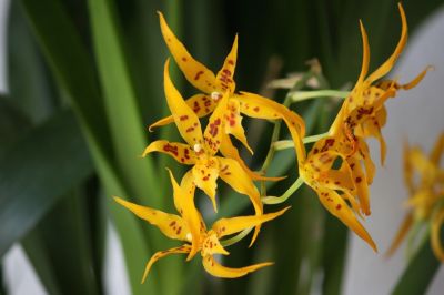 Brassia Golden Threats x Ada aurantiaca