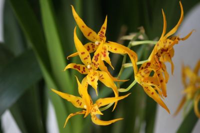 Brassia Golden Threats x Ada aurantiaca