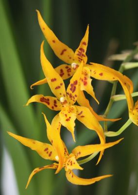 Brassia Golden Threats x Ada aurantiaca