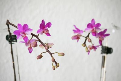 Doritaenopsis Pentel Gem