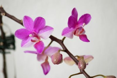Doritaenopsis Pentel Gem