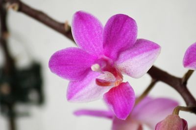 Doritaenopsis Pentel Gem