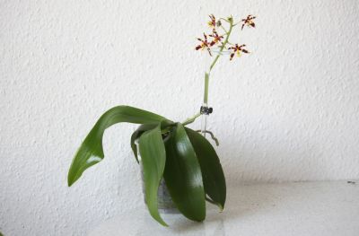 Phalaenopsis mannii dark