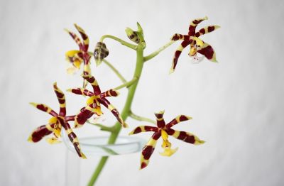 Phalaenopsis mannii dark