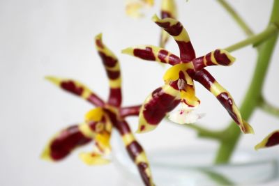 Phalaenopsis mannii dark